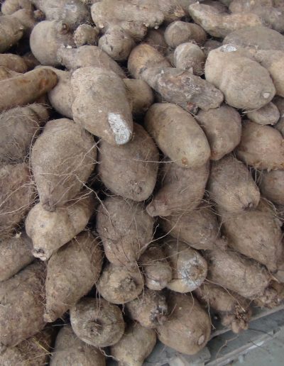 Máquina lavadora y clasificadora de ñame (15)